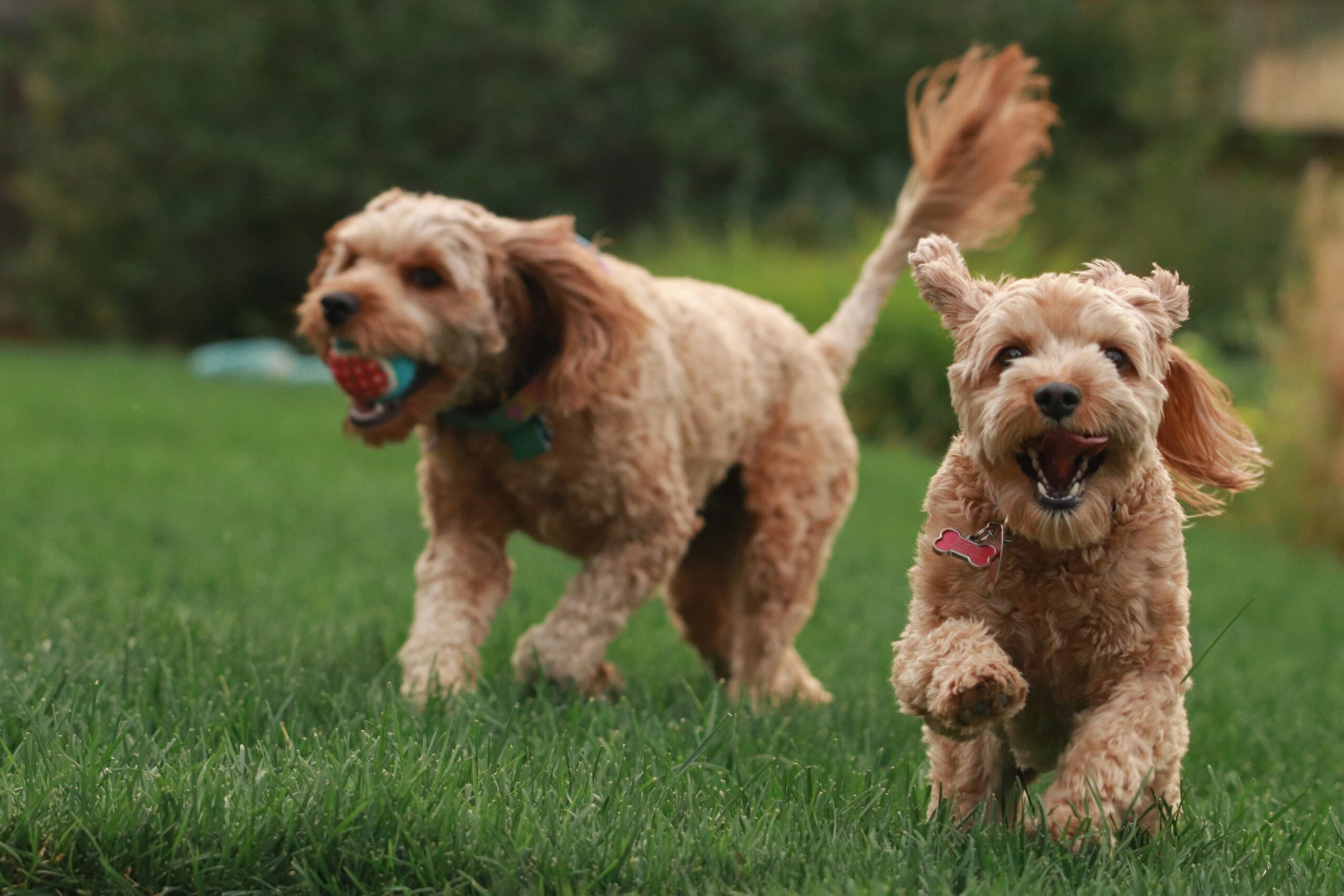 Dog Park